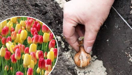 Когда сажать тюльпаны осенью и как выбрать место: советы опытных цветоводов