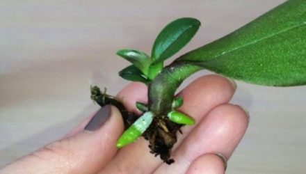 Размножение орхидеи: как вырастить новое растение из листочка