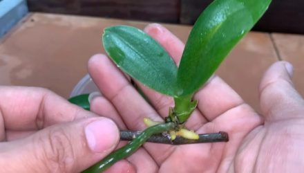 Удивительно простой способ размножения орхидеи с помощью увядших цветоносов